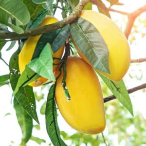Rasalu Mango
