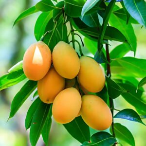 Banganapalli Mango
