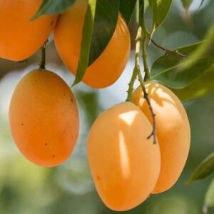Alphonso Mango